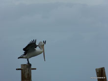 Pélican - Australie